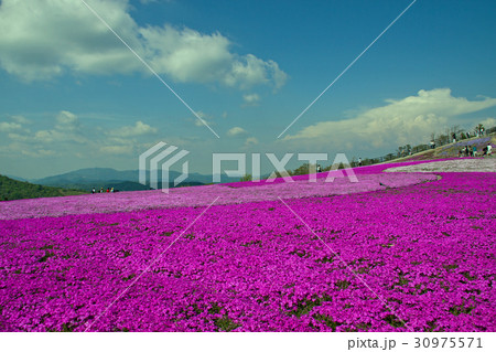 茶臼山　芝桜 30975571