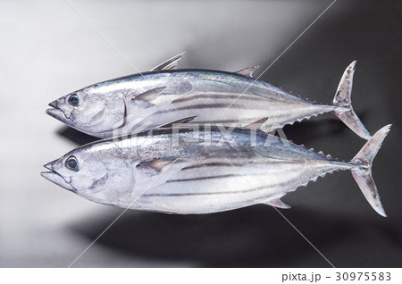 カツオ 30975583