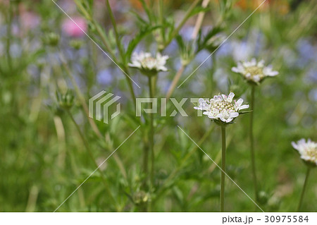 スカビオサ ドラムスティックの花の写真素材