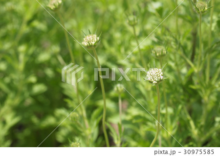 スカビオサ ドラムスティックの花の蕾の写真素材