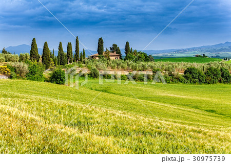 Spring landscape of fields Tuscany 30975739