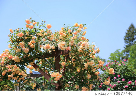 黄色のツルバラ 30977446