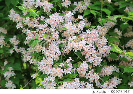ショウキウツギの花 30977447