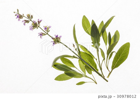 sage isolated sage isolated 30978012
