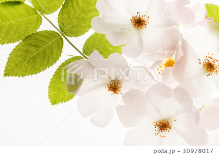 wild roses wild roses 30978017