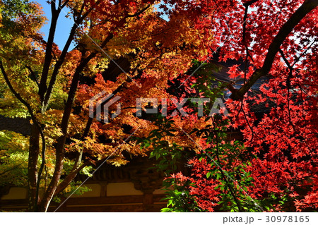 湖東三山金剛輪寺紅葉 湖東三山金剛輪寺紅葉 30978165