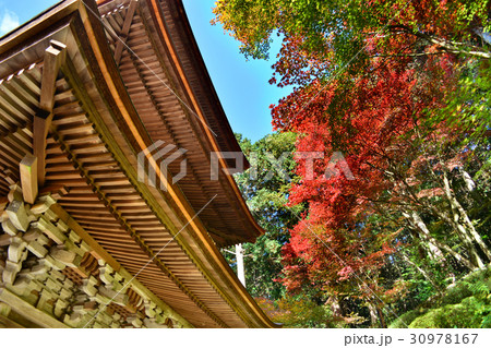 湖東三山金剛輪寺紅葉 湖東三山金剛輪寺紅葉 30978167