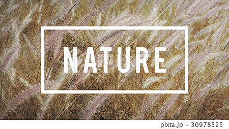 Peaceful Nature Tranquil Relaxation Freedom Peaceful Nature Tranquil Relaxation Freedom 30978525
