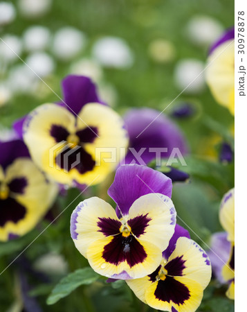 パンジーの花 30978878