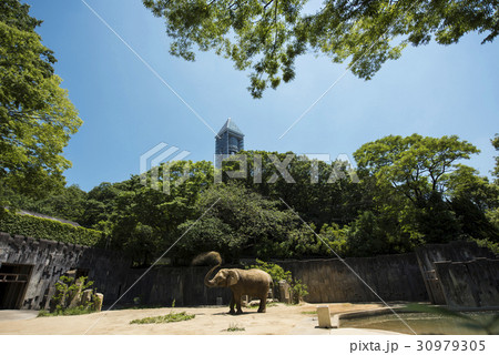 春の東山動植物園 30979305