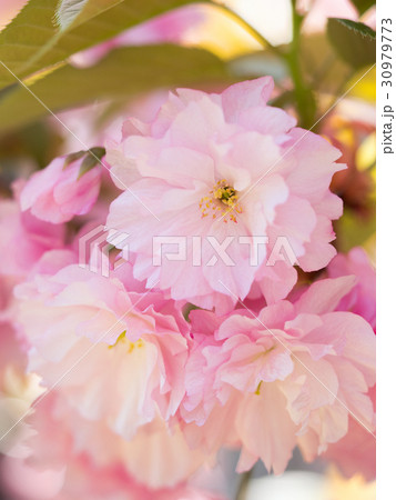 八重桜 八重桜 30979773