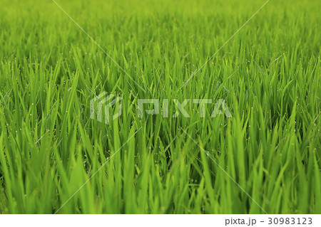 季節 緑 緑色 30983123