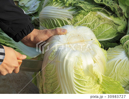 田畑 農業 白菜 30983727