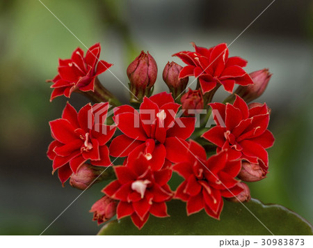 花 赤 植物 30983873