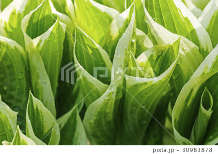 水滴 ビビチュ 植物 30983878