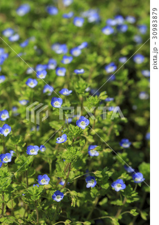花 忘れな草 植物 30983879