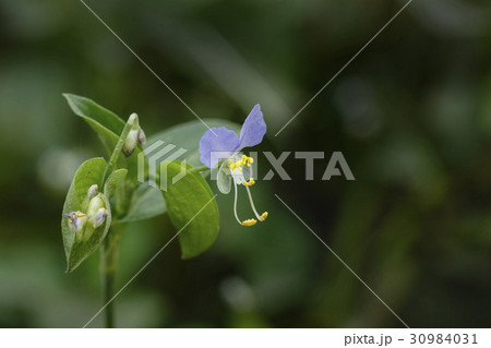 花 ツユクサ 植物 30984031