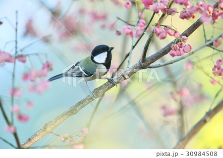シジュウカラ 30984508