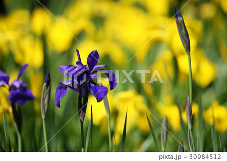 アヤメ 30984512