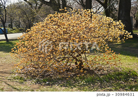 ミツマタの木(小金井公園/東京都小平市) ミツマタの木(小金井公園/東京都小平市) 30984631