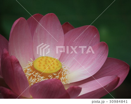 蓮の花①古代ハス／五郎沼・岩手県 30984841