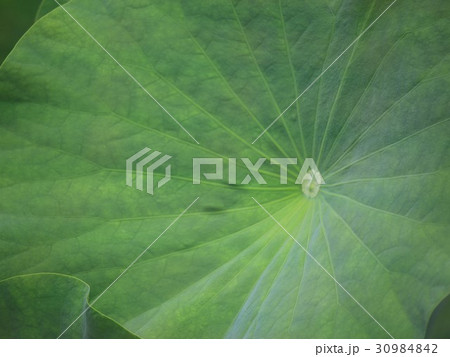 蓮の葉①古代ハス／五郎沼・岩手県 30984842