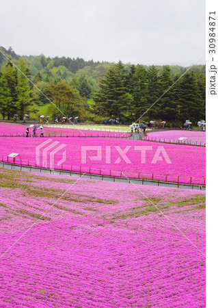 富士芝桜まつり 富士芝桜まつり 30984871
