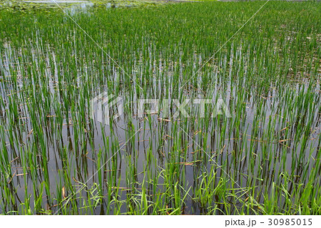 草の茂る水辺　草刈り　春から初夏へ　準広角 30985015