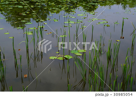 蓮の葉と草が顔を出す水辺 春から初夏へ a 蓮の葉と草が顔を出す水辺 春から初夏へ a 30985054