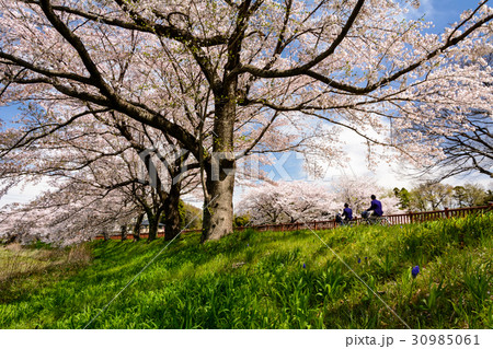 花見の通学 30985061
