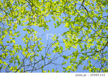 ハナミズキの若葉を見上げる 30985142