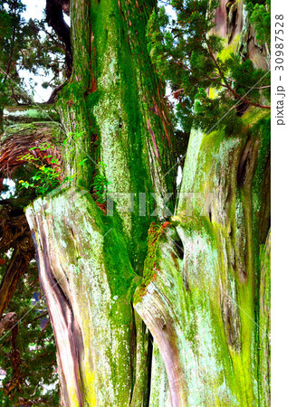 京都の旅 30987528