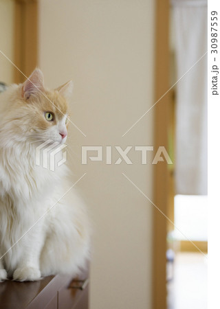 サイドボードに上がる猫 30987559