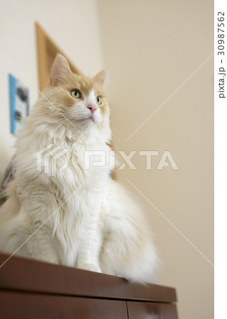 サイドボードに上がる猫 30987562