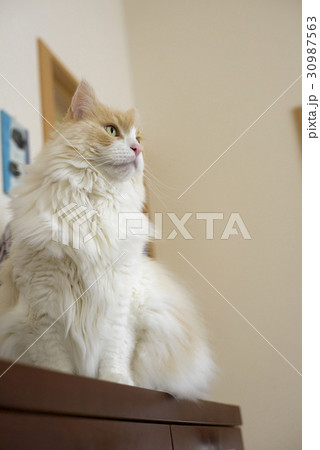 サイドボードに上がる猫 30987563