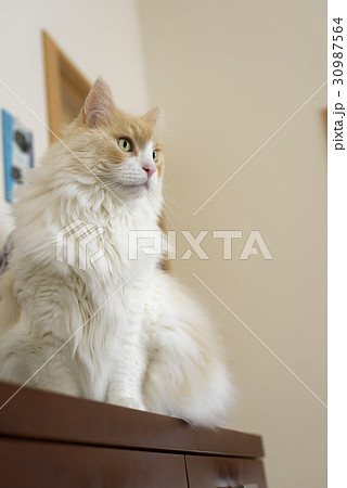 サイドボードに上がる猫 30987564