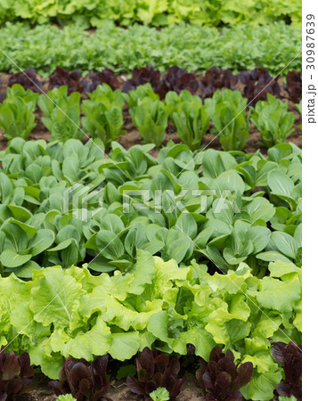初夏の野菜畑 初夏の野菜畑 30987639
