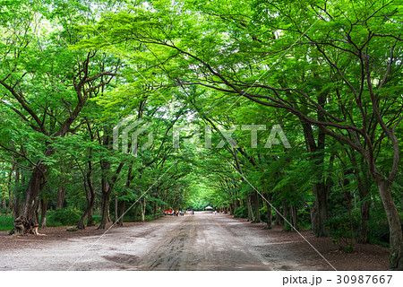 京都　下鴨神社　糺の森 30987667
