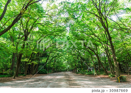 京都　下鴨神社　糺の森 30987669