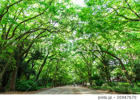 京都　下鴨神社　糺の森 30987670