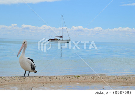 穏やかな海とペリカン 穏やかな海とペリカン 30987693