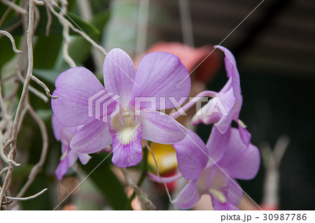 Orchid flower violet Orchid flower violet 30987786