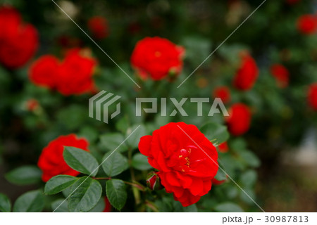 赤い薔薇が満開　地面の背景　a 30987813