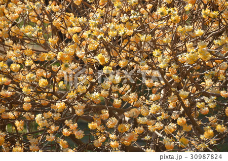 ミツマタの花(小金井公園/東京都小平市) ミツマタの花(小金井公園/東京都小平市) 30987824