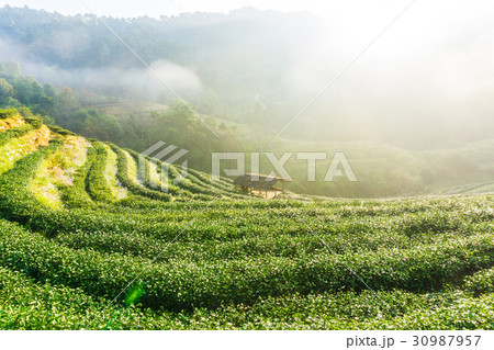 Tea field plantation with hut and sun light beam 30987957