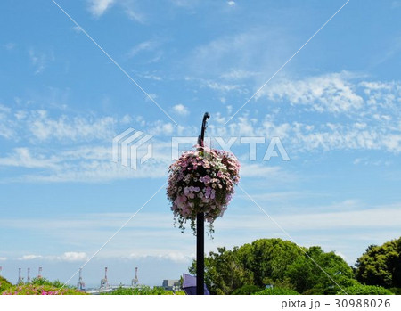 青空に聳える大きなピンクの花ボールの塔 30988026