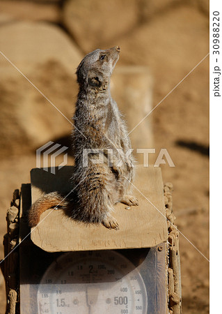 ミーアキャット 30988220