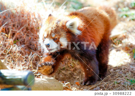レッサーパンダ 30988222