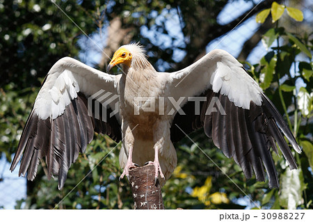 エジプトハゲワシの写真素材 3097