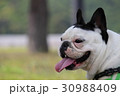 フレンチブルドッグ笑顔横顔 30988409
